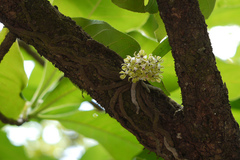 Smithsonia viridiflora